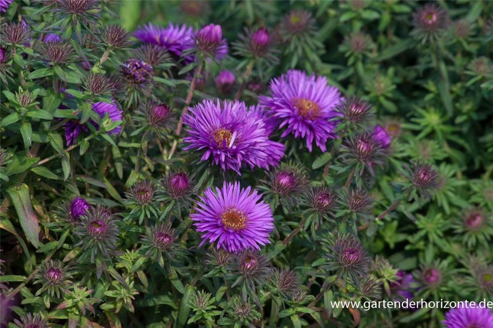 Garten-Raublatt-Aster 'Purple Dome'