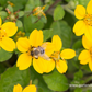 Chrysogonum virginianum 'Andre Viette'