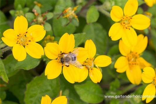 Chrysogonum virginianum 'Andre Viette'