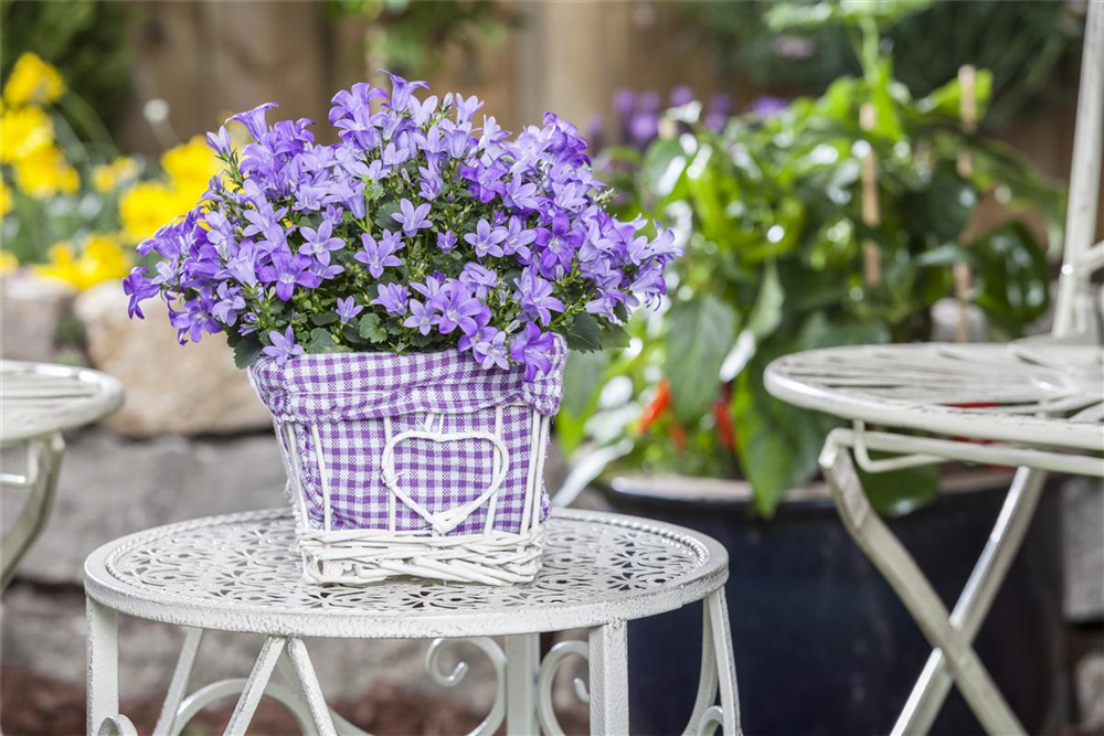 Campanula poscharskyana