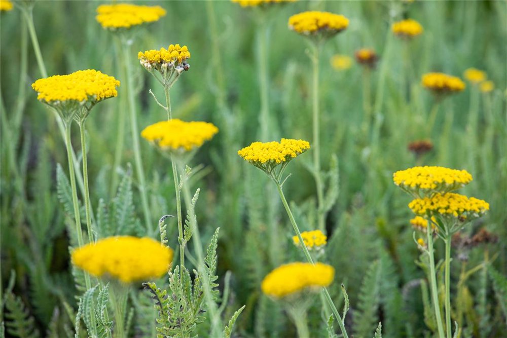 Hohe Garten-Gold-Garbe 'Coronation Gold'