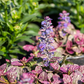 Garten-Günsel 'Burgundy Glow'