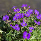 Aubrieta x cult.'Blaumeise'
