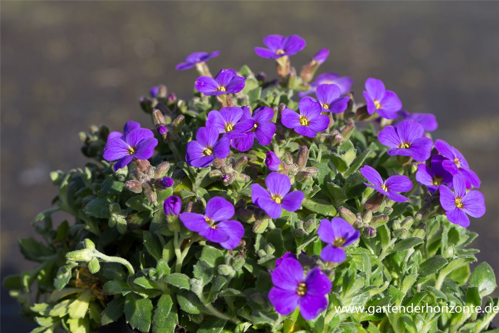Aubrieta x cult.'Blaumeise'