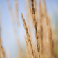 Calamagrostis x acutiflora 'Karl Foerster'
