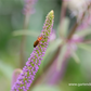 Garten-Kandelaberehrenpreis 'Fascination'