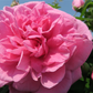 Englische Strauchrose 'Gertrude Jekyll'®