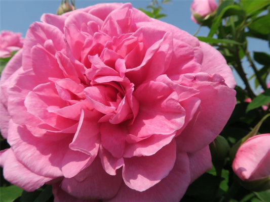 Englische Strauchrose 'Gertrude Jekyll'®