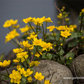 Caltha palustris