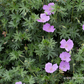 Blutroter Storchschnabel 'Glenluce'