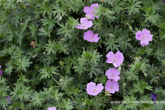 Blutroter Storchschnabel 'Glenluce'