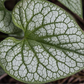 Brunnera macrophylla 'Jack Frost'  -R-