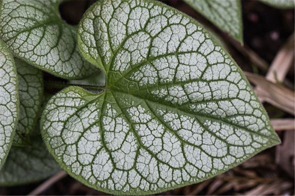 Brunnera macrophylla 'Jack Frost'  -R-