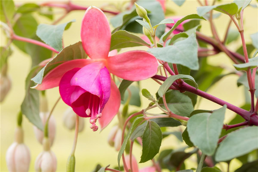 Fuchsie