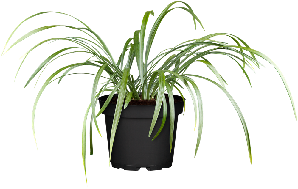 Garten-Glöckchentraube 'Moneymaker'