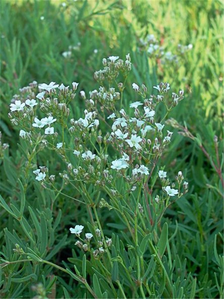 Gypsophila repens 'Filou White'