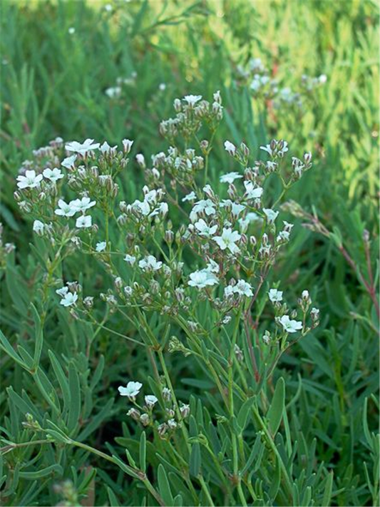 Gypsophila repens 'Filou White'