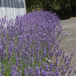 Lavandula angustifolia 'Dwarf Blue'