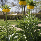 Kaiserkrone 'Lutea' - Blumenzwiebel