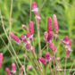 Garten-Wiesenknopf 'Pink Tanna'