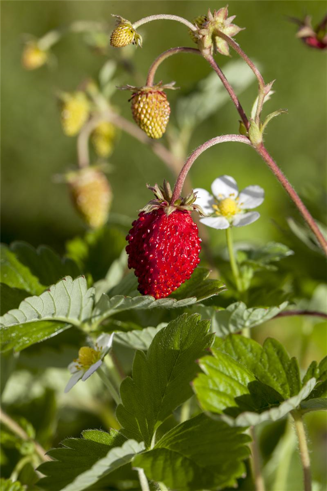 Monats-Erdbeere