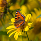 Garten-Stauden-Sonnenblume 'Meteor'
