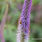 Garten-Kandelaberehrenpreis 'Fascination'