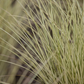 Garten-Chinaschilf