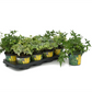 Hedera in bunten Sorten, 6er Set