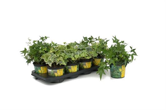 Hedera in bunten Sorten, 6er Set
