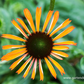 Garten-Scheinsonnenhut 'Tangerine Dream'®