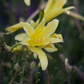 Hemerocallis citrina