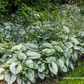 Brunnera macrophylla 'Jack Frost'  -R-