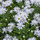 Garten-Kissen-Aster 'Kristina'