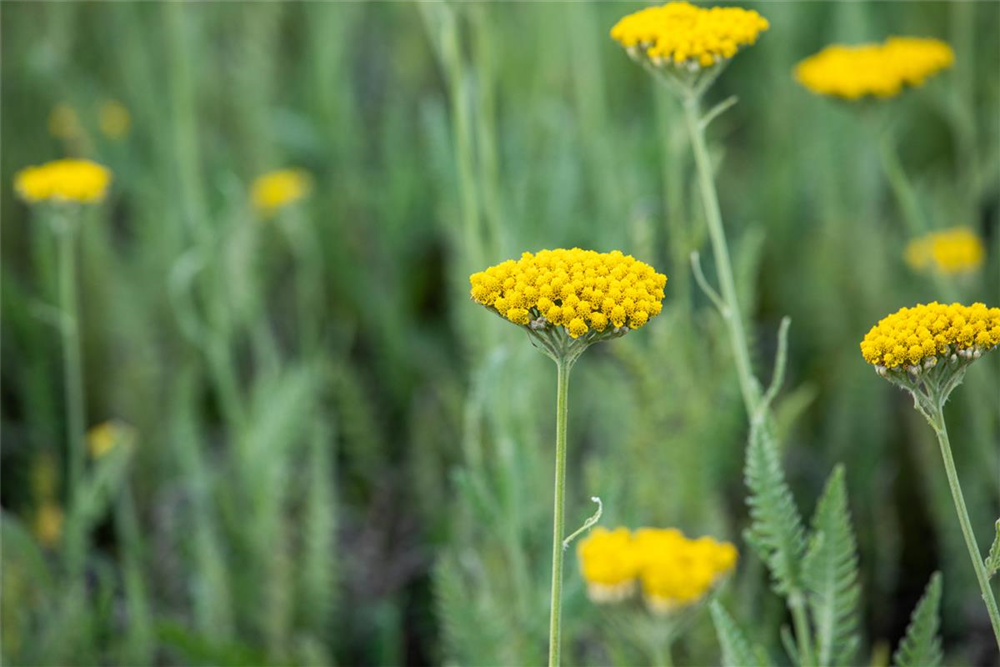 Hohe Garten-Gold-Garbe 'Coronation Gold'