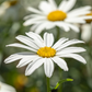 Großblumige Garten-Margerite 'Gruppenstolz'