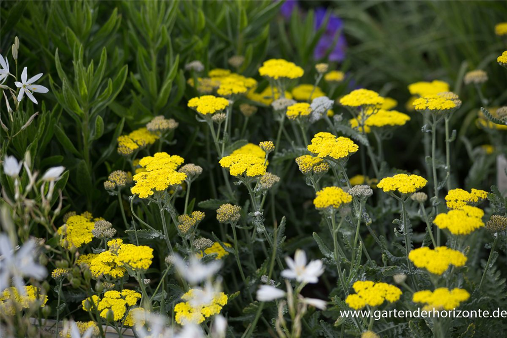 Garten-Goldquirl-Garbe 'Moonshine'