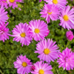 Kissen-Aster