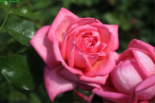 Edelrose 'Wedding Bells'®