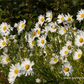 Herbstmargerite