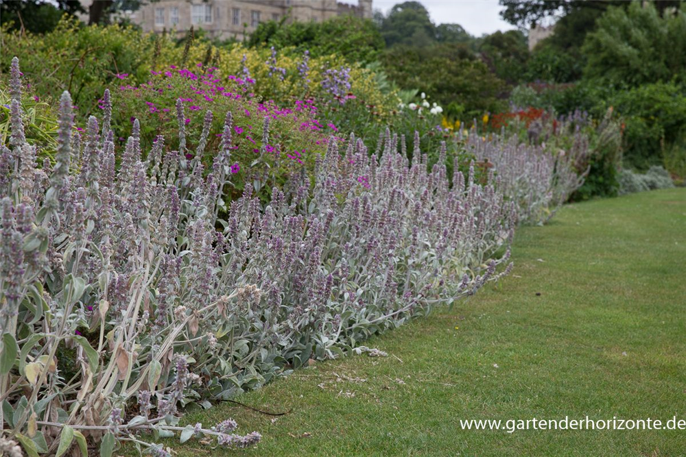 Byzantinischer Woll-Ziest