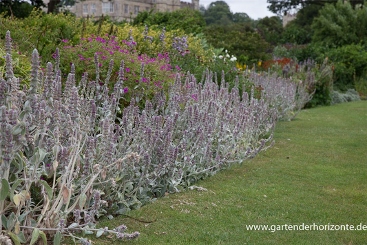 Byzantinischer Woll-Ziest