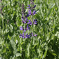Garten-Blüten-Salbei 'Rügen'