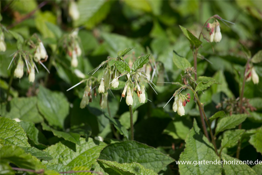 Kleiner Kaukasus-Beinwell