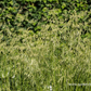 Garten-Schmiele 'Goldschleier'
