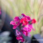 Erysimum cheiri 'Red Jep'  -R-