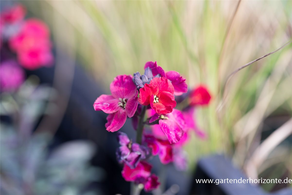 Erysimum cheiri 'Red Jep'  -R-