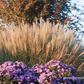 Garten-Chinaschilf 'Kleine Silberspinne'