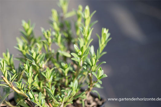 Hyssopus officinalis