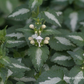 Lamium maculatum 'Album'